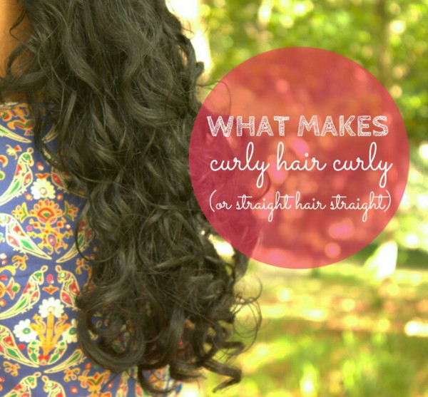 What makes curly hair curly (or straight hair straight